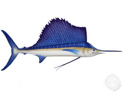 atlantic sailfish